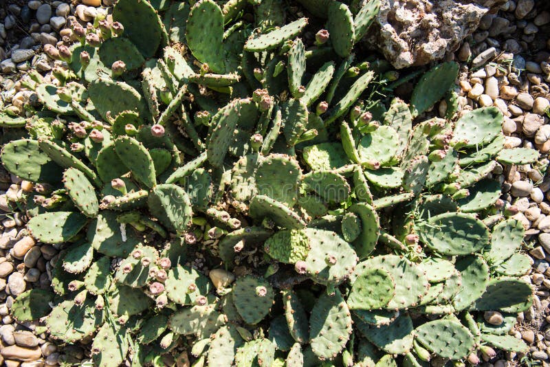 Eastern prickly pear cactus, Opuntia compressa