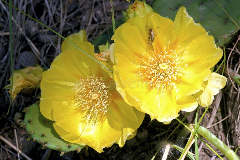 Eastern Prickly Pear    604601