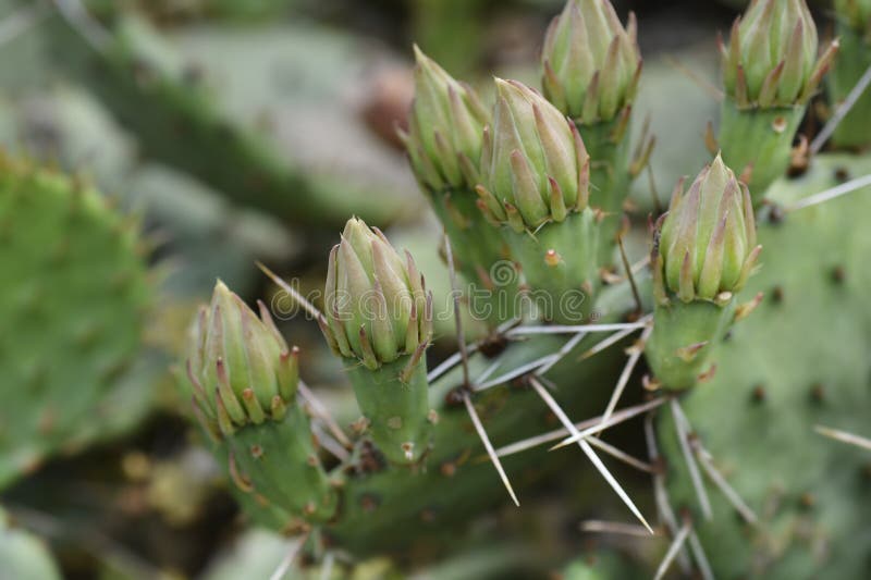 Eastern Prickly Pear