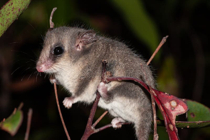 Baby Pygmy Possum