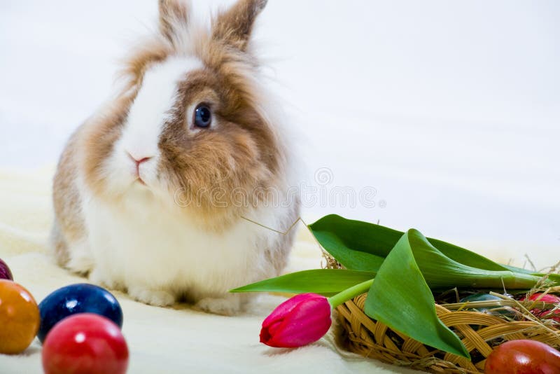 Eastern rabbit royalty free stock photos