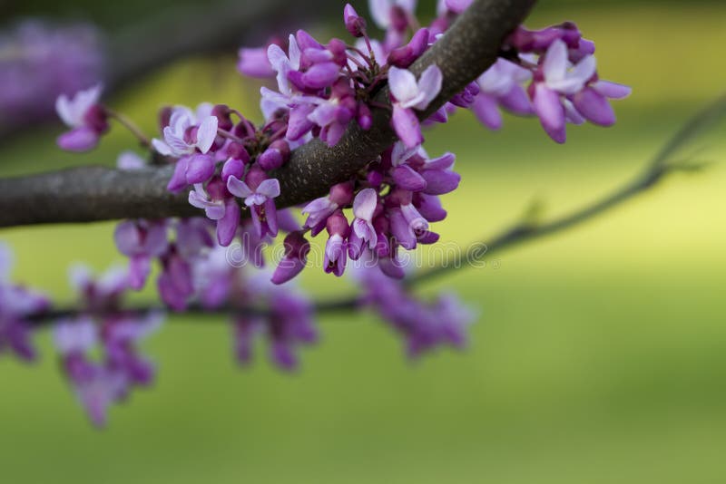 Eastern Redbud Background - Cercis canadensis