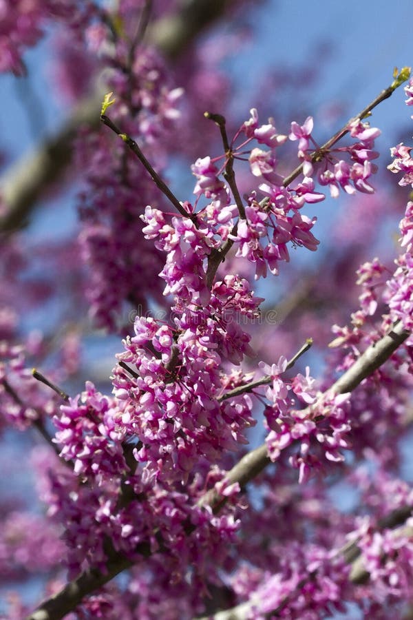 Eastern Redbud Blossoms - Cercis canadensis