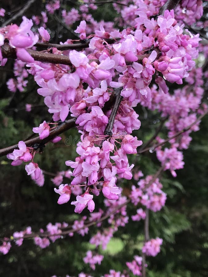 Eastern Redbud Blossoms - Cercis canadensis
