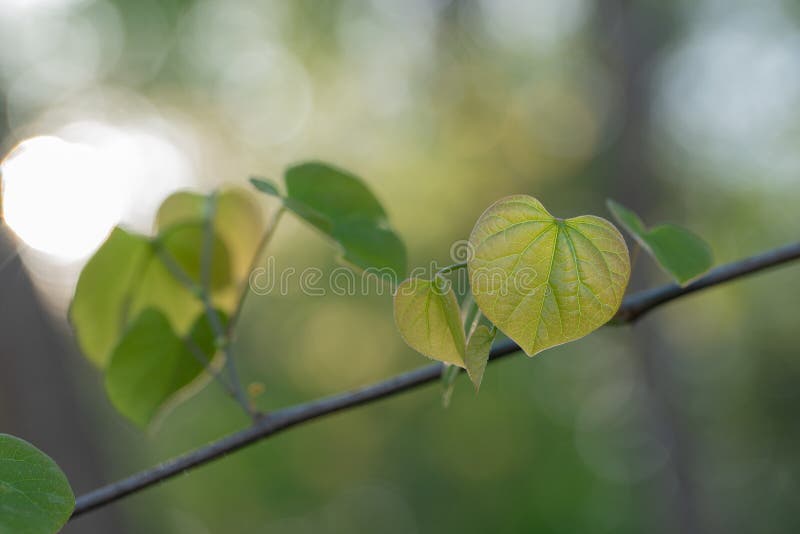 Eastern Redbud Tree Leaves. Stock Image Image of yellow, shapes 276205545