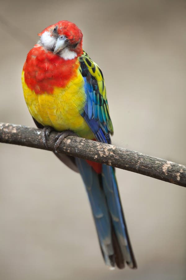 Eastern Rosella & X28;Platycercus Eximius& X29;. Stock Photo - Image of ...