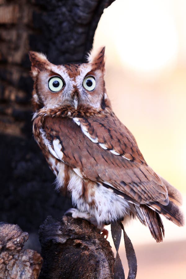 Eastern Screech Owl - Big Eyes