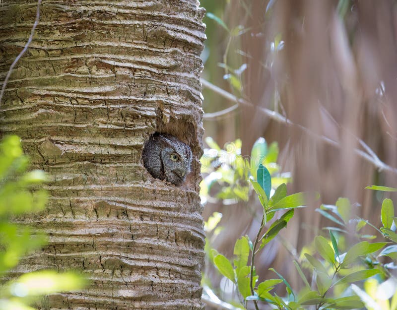 An eastern screech owl peeking out from its nest in a palm tree.