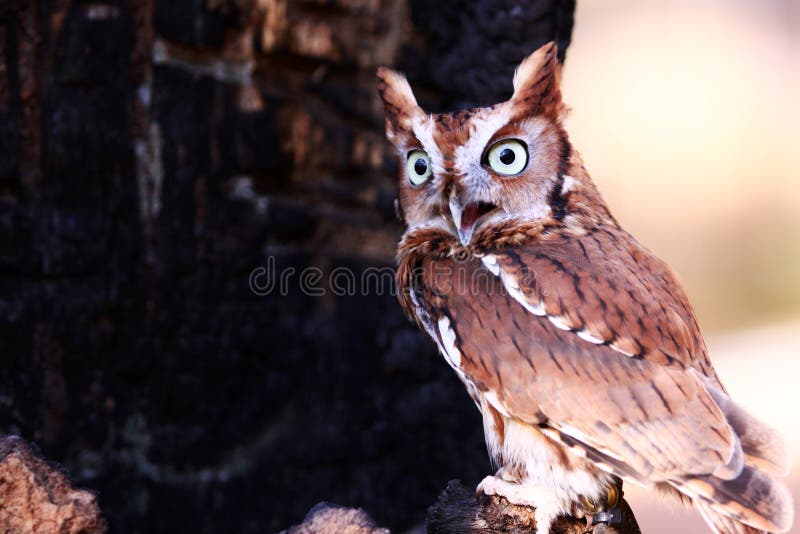 Eastern Screech Owl Talking