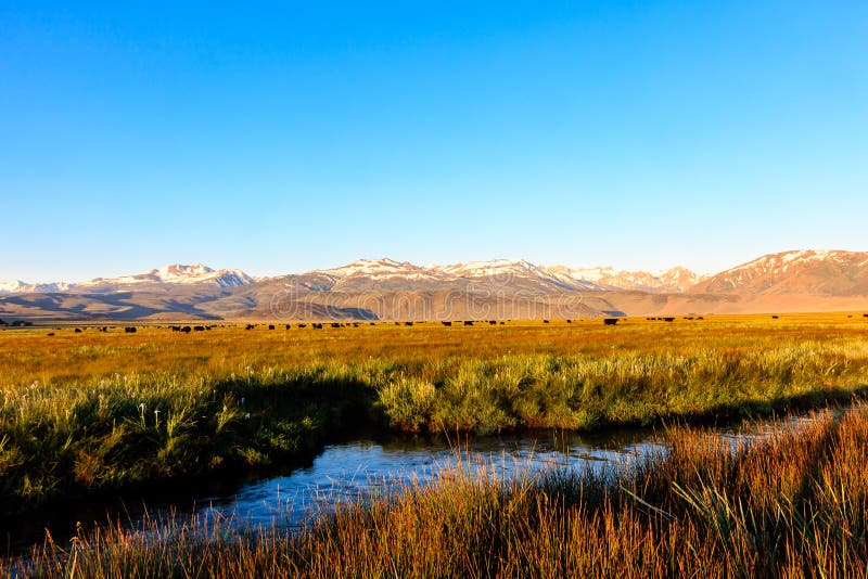 Eastern Sierra meadow royalty free stock images