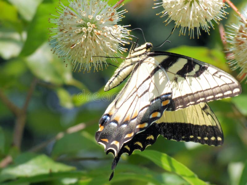 Eastern Swallowtail Butterfly on Button Bush