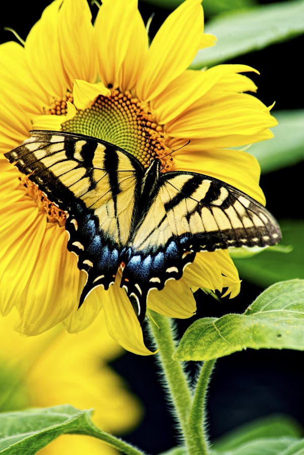 Eastern Swallowtail Butterfly works on a yellow Sunflower Bloom.