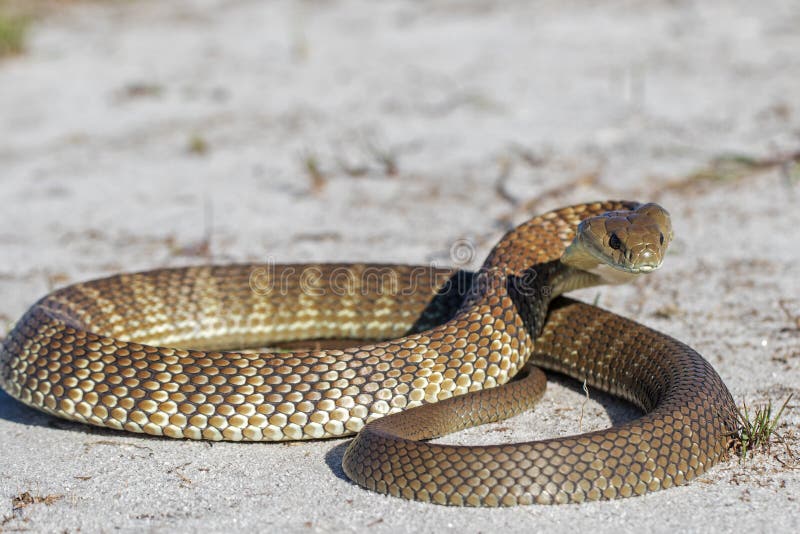 Eastern Tiger Snake stock image. Image of elapid, mood 189389425