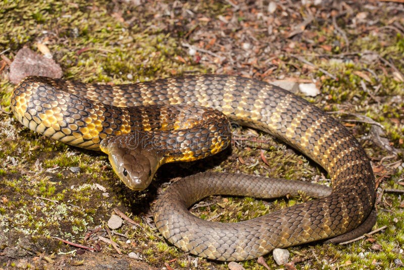 Eastern Tiger Snake stock photo. Image of venomous, antivenine 190494936