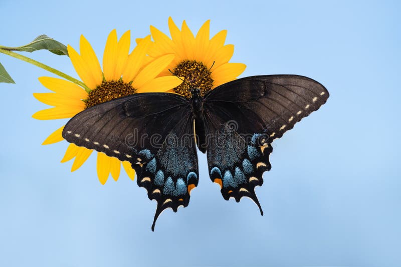 Eastern Tiger Swallowtail butterfly (Papilio glaucus) on sunflow