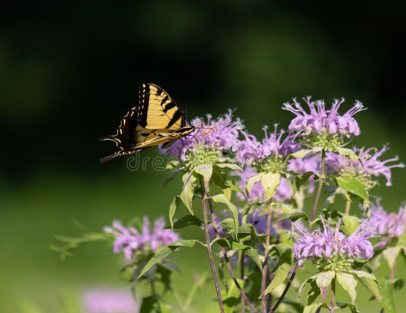 This black and yellow butterfly is probably one of my favorite types of butterflies. I really love the black and yellow on their wings. I love how clear this picture is and shows his body and big eye balls. This little guy came through this wildflower field while I was walking by and he seemed really into these bee balm flowers. He was flying by doing his job by pollinating everyone he came by. This picture was taken in the East Coventry nature preserve outside of Pottstown in Pennsylvania. This black and yellow butterfly is probably one of my favorite types of butterflies. I really love the black and yellow on their wings. I love how clear this picture is and shows his body and big eye balls. This little guy came through this wildflower field while I was walking by and he seemed really into these bee balm flowers. He was flying by doing his job by pollinating everyone he came by. This picture was taken in the East Coventry nature preserve outside of Pottstown in Pennsylvania.