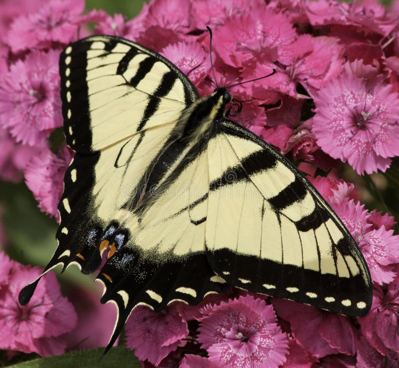 One Eastern Tiger Swallowtail butterfly on bright pink flowers