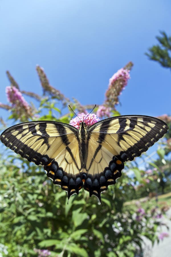 Eastern Tiger Swallowtail (Papilio glaucus)