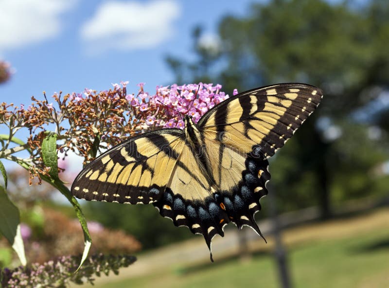 Eastern Tiger Swallowtail (Papilio glaucus)