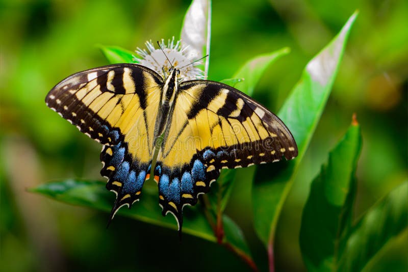 Eastern tiger swallowtail (Papilio glaucus)