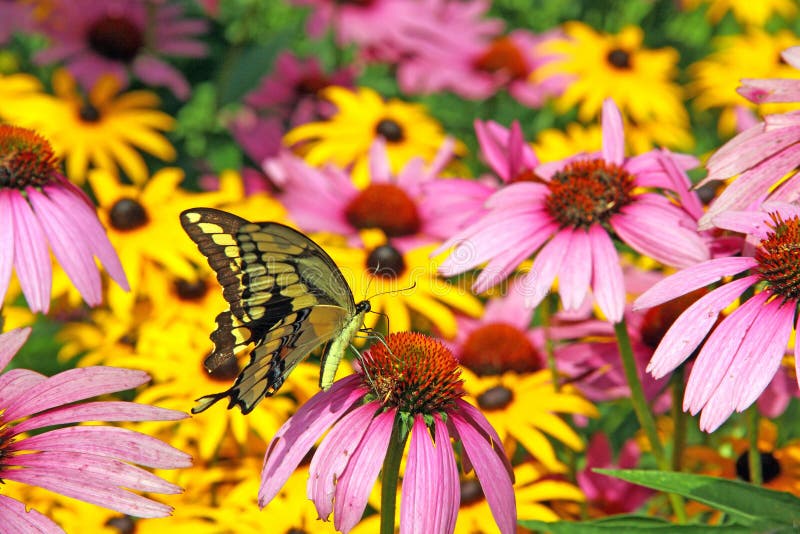 Eastern Tiger Swallowtail on purple coneflower with black Eyed Susans in Summer backyard garden, rural New York. Eastern Tiger Swallowtail on purple coneflower with black Eyed Susans in Summer backyard garden, rural New York