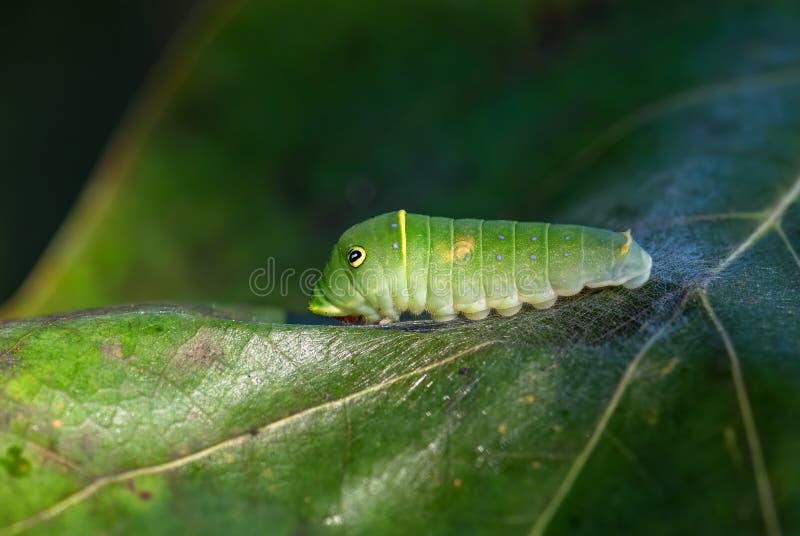 Eastern Tiger Swallwtail - Papilio glaucus