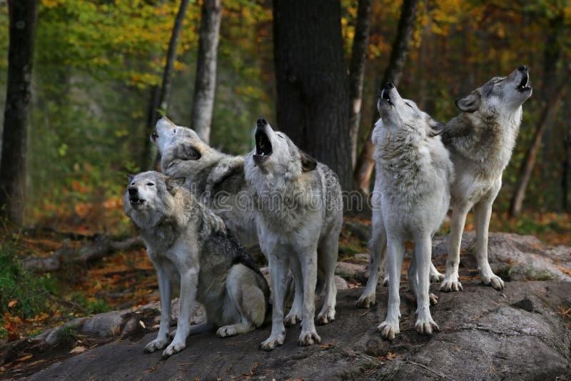 Eastern timber wolves howling on a rock.