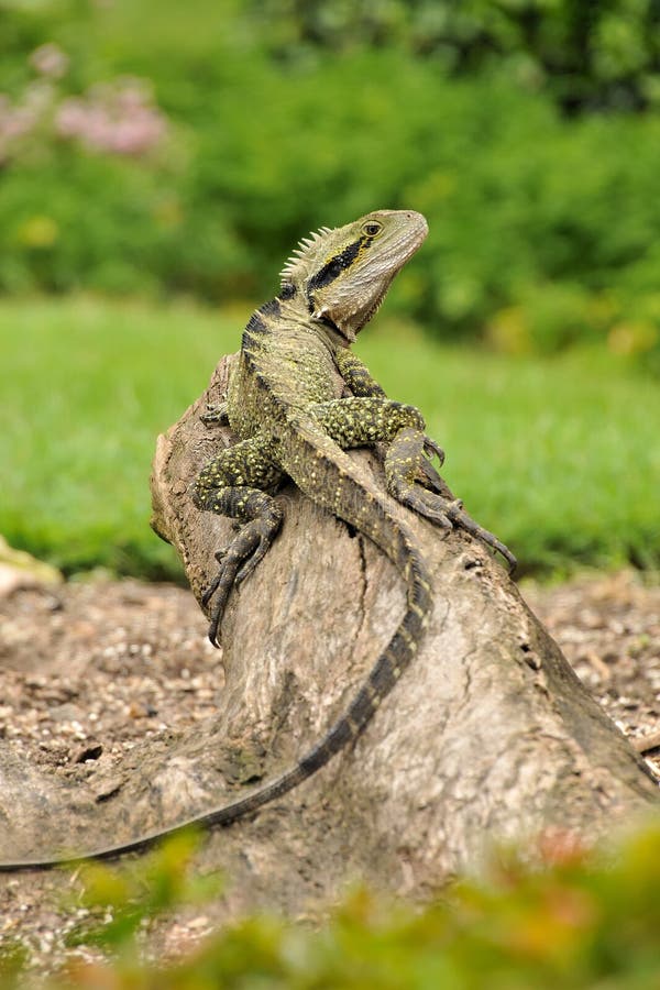 Eastern water dragon stock photo. Image of lizards, reptile 20444822