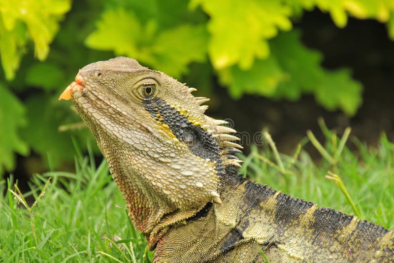 Eastern water dragon stock photo. Image of animal, water 25887992