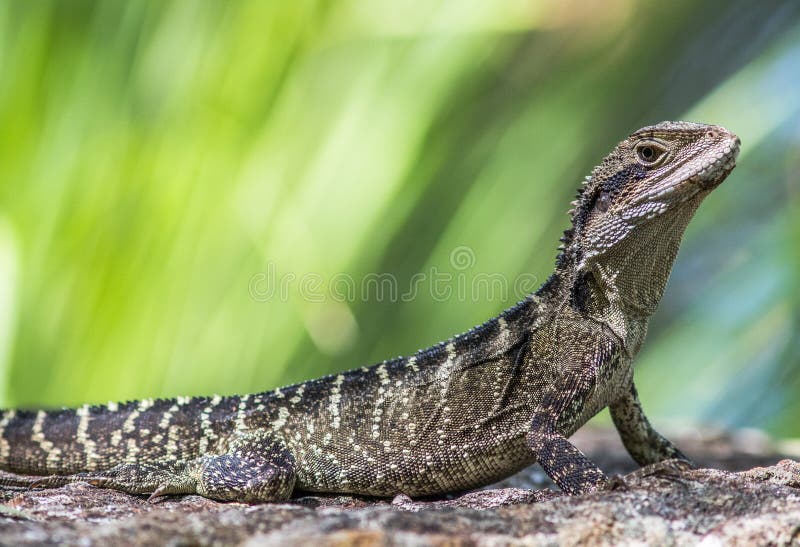 Eastern Water Dragon stock photo. Image of eastern, reptile 189389450