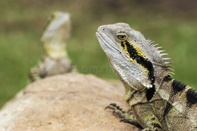 Eastern Water Dragon Lizard Stock Image Image of dragon, animal