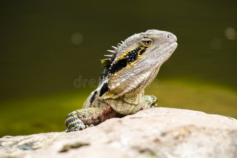 Eastern Water Dragon Lizard Stock Photo Image of lizard, water 138719942