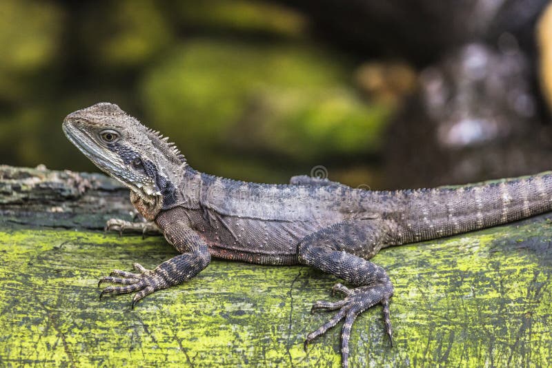 Eastern Water Dragon, Queensland (Australia) Stock Image Image of