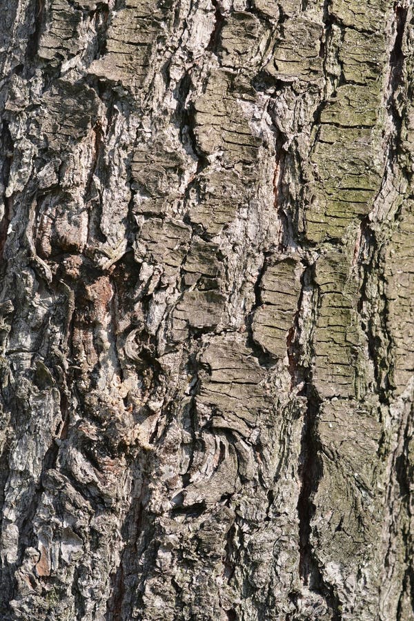 Eastern white pine stock image. Image of plant, trunk 177737735