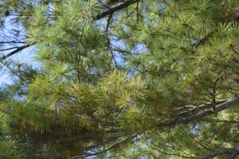 Eastern white pine stock image. Image of pinus, leaf 202083805
