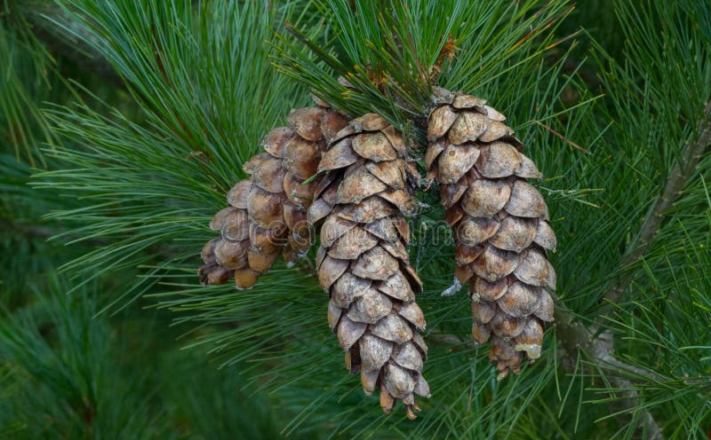 Eastern White Pine Cone Stock Photo - Download Image Now - Eastern White  Pine, Pine Cone, Cone Shape - iStock