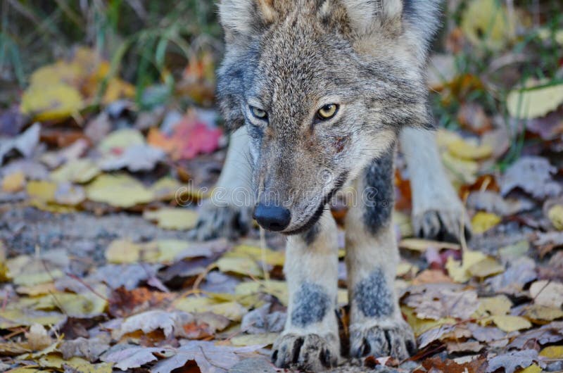 Eastern Wolf in the Wilderness Stock Image - Image of animal, carnivora:  186288327