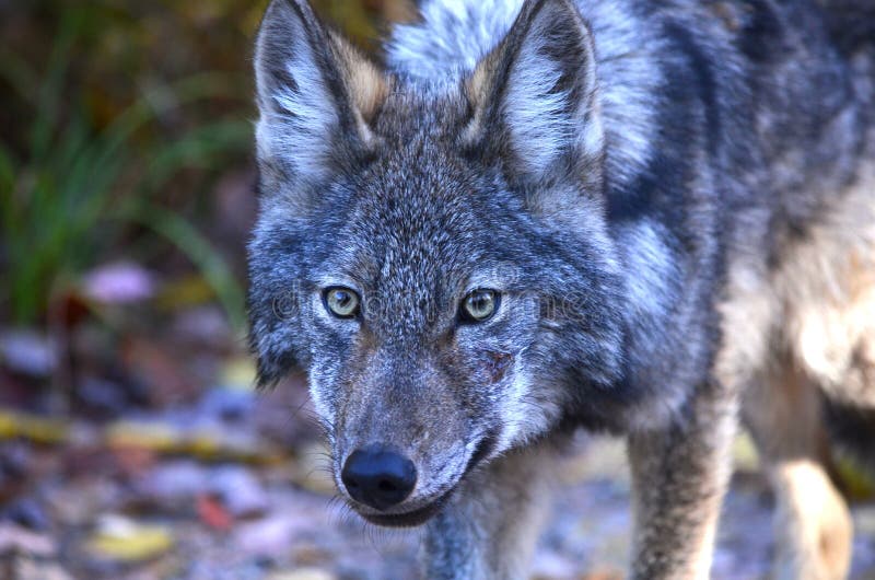 Eastern Wolf in the Wilderness Stock Image Image of animal, algonquin