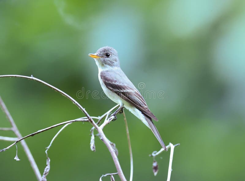 Eastern Wood Pewee, Contopus virens