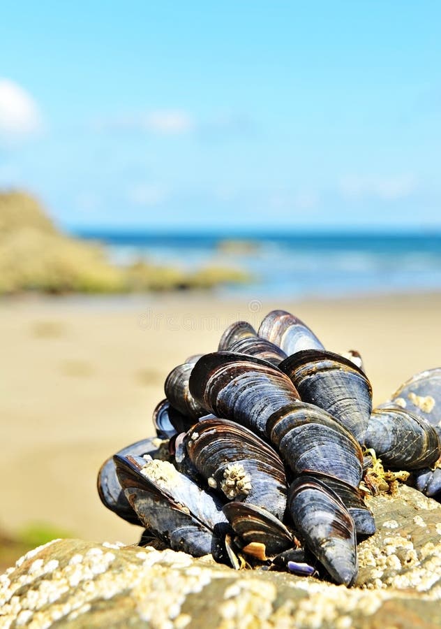 Eatable mussels on rocks stock image. Image of food, beach 15351685