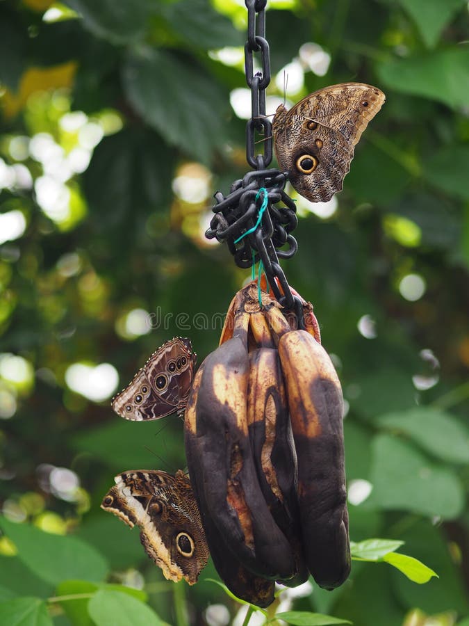 Pale Owl Butterflies Eating Fruit Stock Image Image of butterfly