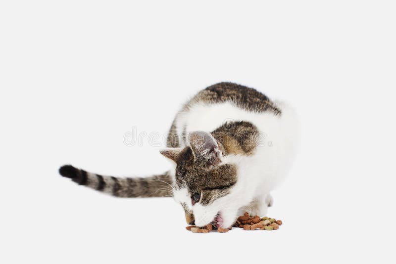Eating cat stock photo. Image of portrait, animals, whiskers 22399288