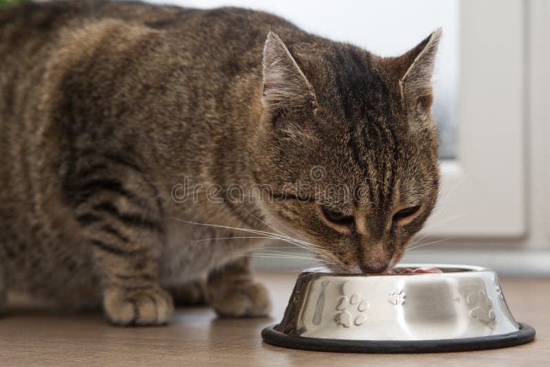 Cat Eats Food From A Bowl At The Table Stock Photo Image of food