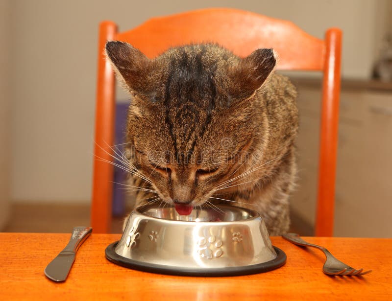 Eating cat stock photo. Image of pork, crude, gaze, animal 50173912