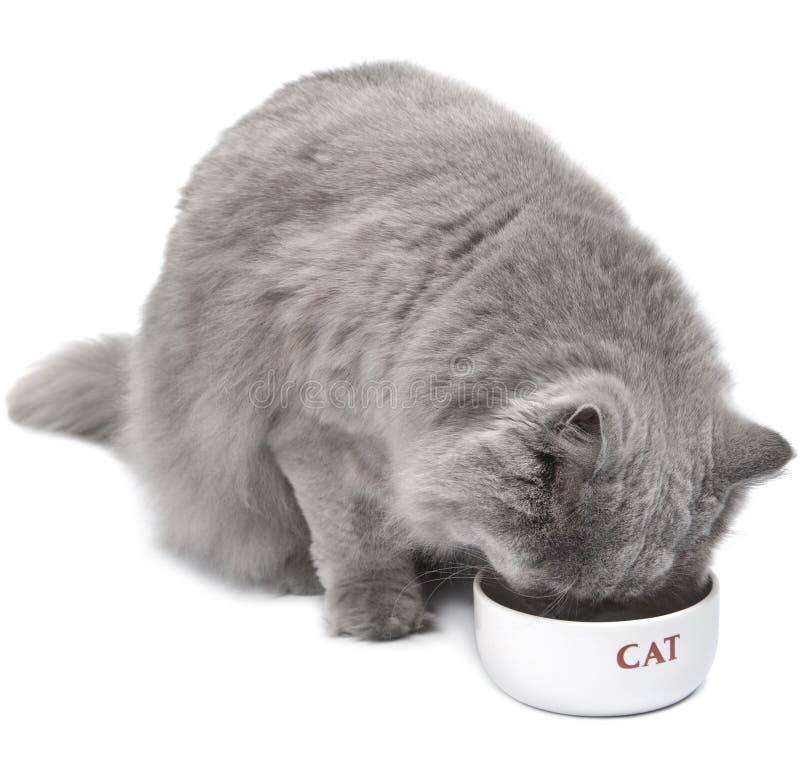 Eating cat isolated