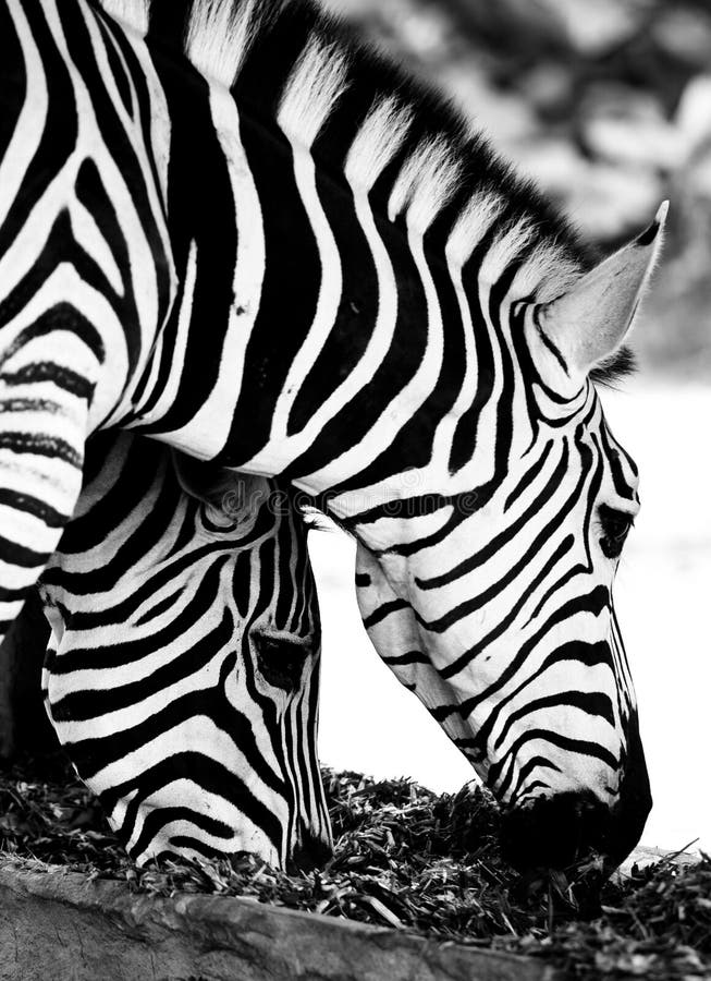 Eating Closely Zebras in Black and White Stock Photo Image of