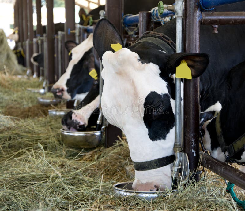 Group Of Cows Eating At A Trough. Stock Photo Image of food, head