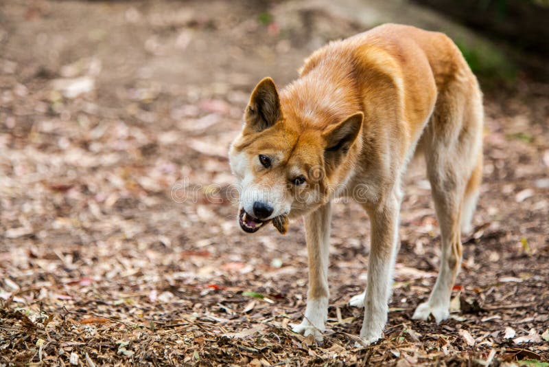 What Eats Dingoes In Australia what-eats-dingoes-in-australia