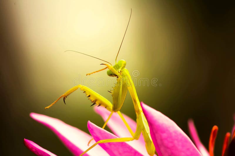 Eating in flower stock image. Image of eating, flower 136203611