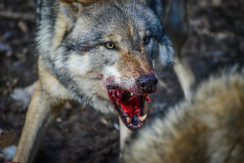 Wolves Eating Meat / Wolf Eats Meat Stock Photos, Pictures & Royalty